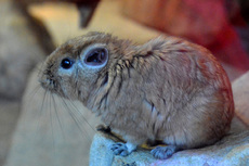 Gundi (2).jpg